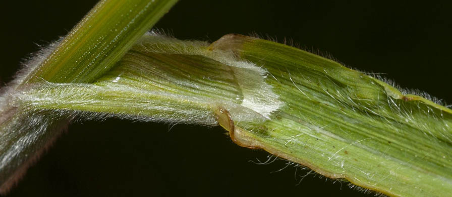 Bromus ?  S, Bromus hordeaceus